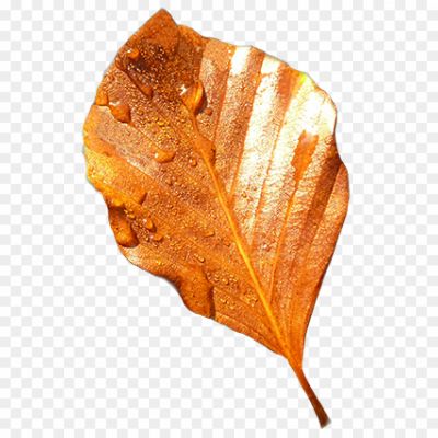 Autumn-Beech-Leaf-Download-Free-PNG-4Y9F3STI.png