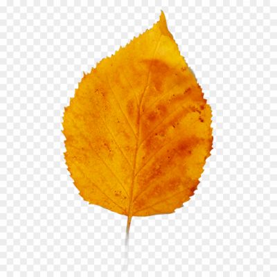 Autumn-Beech-Leaf-PNG-Clipart-Background-Y0OX31L5.png