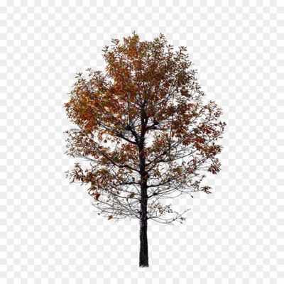 Autumn-Download-PNG-Image-GKPYFPJQ.png