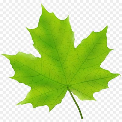 Autumn-Leaves-Green-PNG-HD-Quality.png