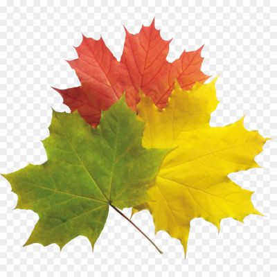 Autumn-Leaves-Group-Download-Free-PNG-119G2CRU.png