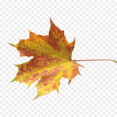 Autumn-Leaves-PNG-HD.png