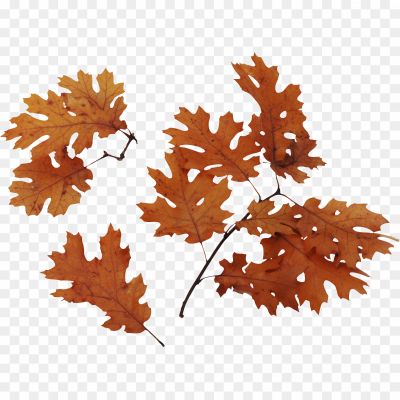 Autumn-Leaves-PNG-Image-YPFNDFRJ.png PNG Images Icons and Vector Files - pngsource