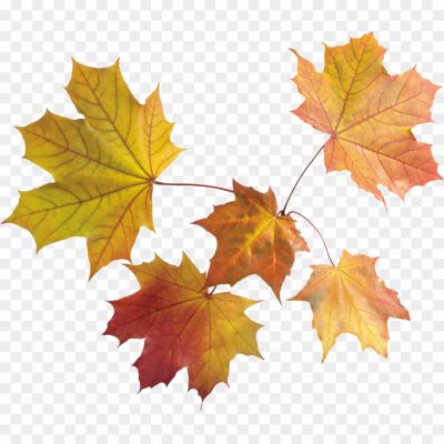 Autumn-Leaves-PNG-Pic-ZG23DSL5.png