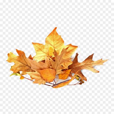 Autumn-Leaves-Pile-Download-Free-PNG-E4RS12A0.png