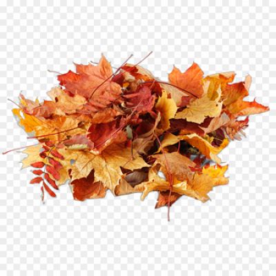 Autumn-Leaves-Pile-Transparent-Free-PNG-1Y1ZTBXE-NCQ7QI2R.png