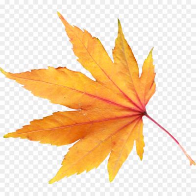 Autumn-PNG-File-NGIWY8RW.png