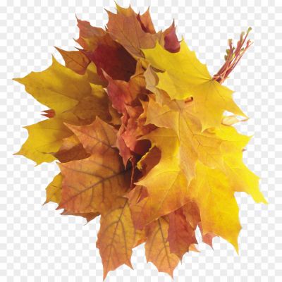 Sycamore, Leaves, Tree, Foliage, Autumn, Deciduous, Broad Leaves, Serrated Edges, Veined, Green, Changing Colors, Fall, Nature, Botanical, Outdoor, Canopy, Shade, Sycamore Tree, Leaf Shape, Leaf Structure, Leaf Veins, Textured, Seasonal, Vibrant, Natural Beauty., Patta, Leaf, Leafs