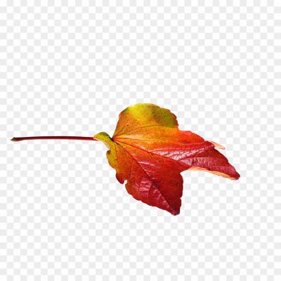 Sycamore, Leaves, Tree, Foliage, Autumn, Deciduous, Broad Leaves, Serrated Edges, Veined, Green, Changing Colors, Fall, Nature, Botanical, Outdoor, Canopy, Shade, Sycamore Tree, Leaf Shape, Leaf Structure, Leaf Veins, Textured, Seasonal, Vibrant, Natural Beauty.,patta, Leaf, Leafs