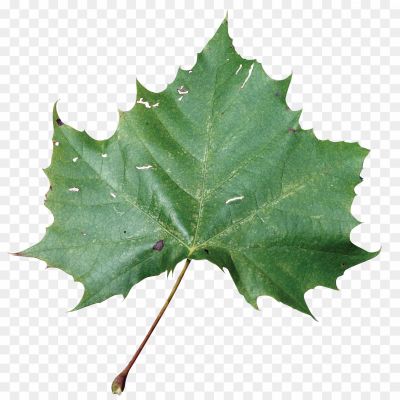 Sycamore, Leaves, Tree, Foliage, Autumn, Deciduous, Broad Leaves, Serrated Edges, Veined, Green, Changing Colors, Fall, Nature, Botanical, Outdoor, Canopy, Shade, Sycamore Tree, Leaf Shape, Leaf Structure, Leaf Veins, Textured, Seasonal, Vibrant, Natural Beauty.