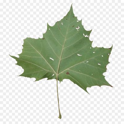 Sycamore, Leaves, Tree, Foliage, Autumn, Deciduous, Broad Leaves, Serrated Edges, Veined, Green, Changing Colors, Fall, Nature, Botanical, Outdoor, Canopy, Shade, Sycamore Tree, Leaf Shape, Leaf Structure, Leaf Veins, Textured, Seasonal, Vibrant, Natural Beauty.