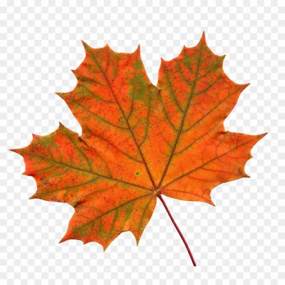 Autumn-Sycamore-Leaf-Transparent-File-4TZ00JN4.png PNG Images Icons and Vector Files - pngsource