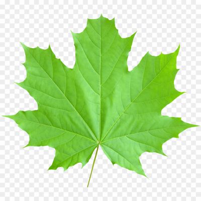 Autumn-Sycamore-Leaf-Transparent-PNG-XOP113E1.png