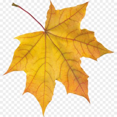 Autumn-Yellow-Leaf-PNG-Free-File-Download-486WNHD5.png PNG Images Icons and Vector Files - pngsource