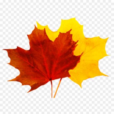 Autumn-Yellowish-Leaf-No-Background-K3YLRP5M.png