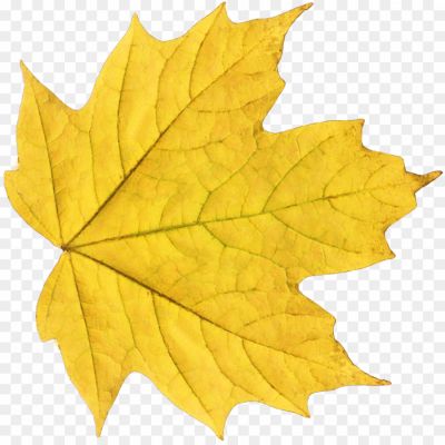 Autumn-Yellowish-Leaf-PNG-Background.png