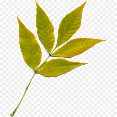 Autumn-Yellowish-Leaf-PNG-HD-Quality8.png