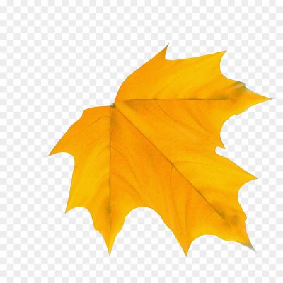 Autumn-Yellowish-Leaf-Transparent-Image-JAVT3V9C.png