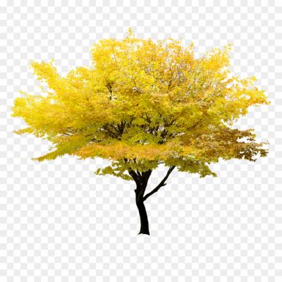 Autumn-Yellowish-Leaf-Transparent-Images-LOJUIAE5.png