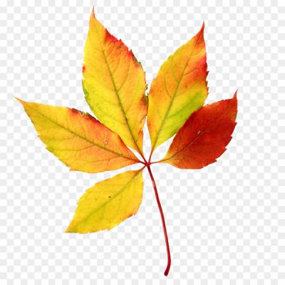 Autunm-Leaf-Background-PNG-Image-AFQUM8BR.png