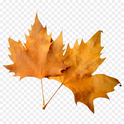 Autunm-Leaf-Download-Free-PNG-YLRICUCJ.png