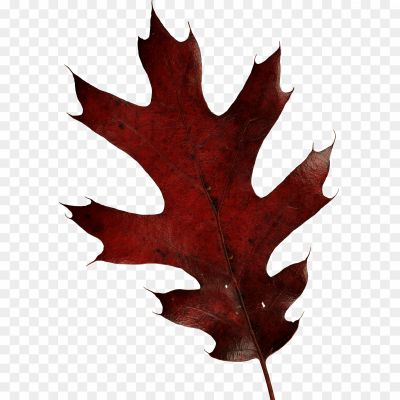 Autunm-Leaf-No-Background.png