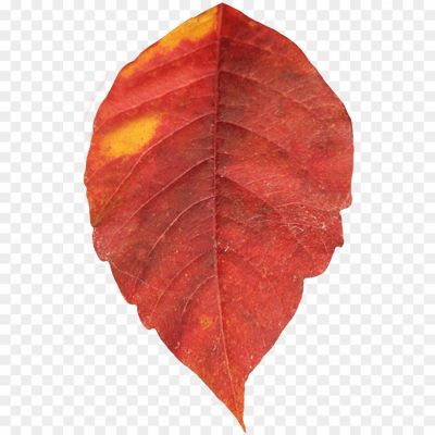 Autunm-Leaf-PNG-Background-JN55UV1Q.png