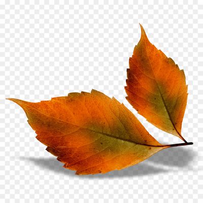 Autunm-Leaf-PNG-Clipart-Background-QJGZD1AW.png