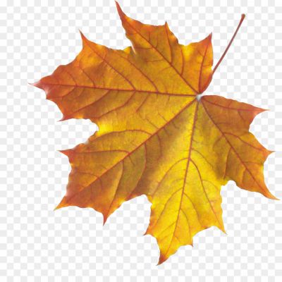 Autunm-Leaf-Transparent-Free-PNG-QE2G50JM.png