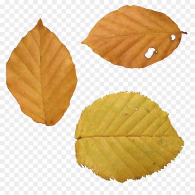 Autunm-Leaf-Transparent-PNG-DGAKVSYC.png