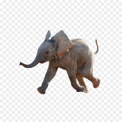 Baby-Elephant-PNG-Clipart-Background.png