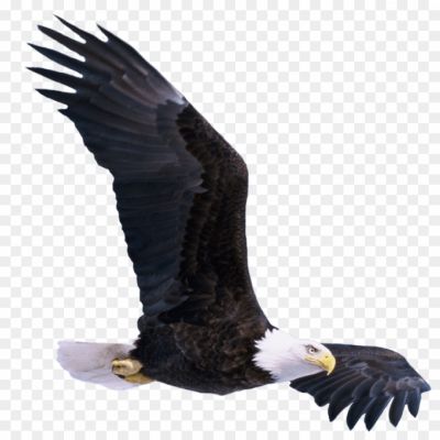 Majestic, Powerful, National Symbol, Predator, Soaring, Keen Eyesight, Freedom, Strength, Wingspan, Talons, Wildlife, Conservation, Endangered Species, North America, Distinctive White Head, Brown Feathers, Grace, Hunting, Aerial Acrobatics, Symbol Of Courage