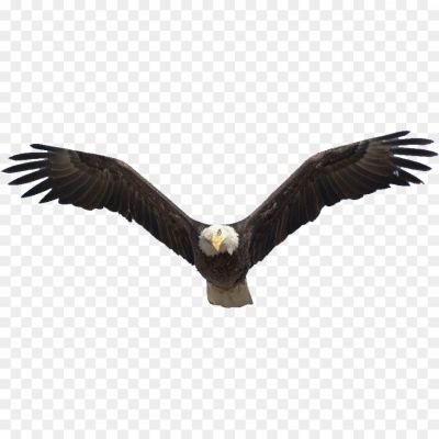 Majestic, Powerful, National Symbol, Predator, Soaring, Keen Eyesight, Freedom, Strength, Wingspan, Talons, Wildlife, Conservation, Endangered Species, North America, Distinctive White Head, Brown Feathers, Grace, Hunting, Aerial Acrobatics, Symbol Of Courage