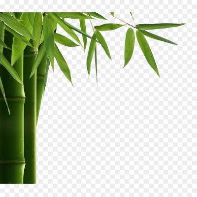 Bamboo-Leaf-PNG-HD-Pngsource-7QB3KO7D.png