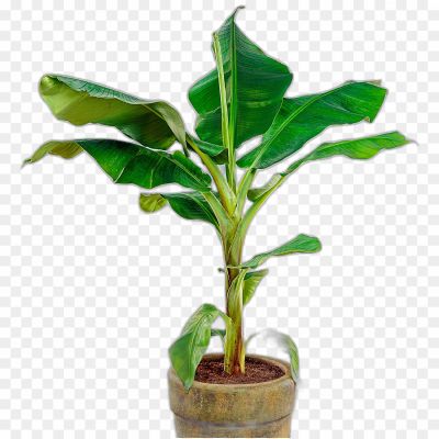 Banna Pot, Decorative Pot, Clay Pot, Plant Pot, Terracotta Pot, Indoor Pot, Outdoor Pot, Garden Pot, Flower Pot, Planter