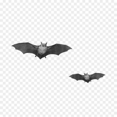 Bat PNG, Bat Silhouette, Cartoon Bat, Halloween Bat, Flying Bat, Vampire Bat, Bat Vector, Cute Bat, Bat Clipart, Bat Icon, Bat Wing, Bat Graphic, Black Bat, Bat Symbol, Bat Transparent