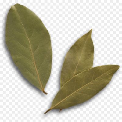 Bay Leaf, Aromatic Leaf, Culinary Herb, Commonly Used In Cooking, Evergreen Tree, Native To The Mediterranean Region, Elliptical-shaped, Glossy Dark Green Leaf