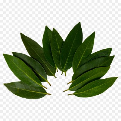 Bay Leaf, Aromatic Leaf, Culinary Herb, Commonly Used In Cooking, Evergreen Tree, Native To The Mediterranean Region, Elliptical-shaped, Glossy Dark Green Leaf