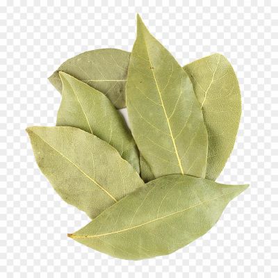 Bay Leaf, Aromatic Leaf, Culinary Herb, Commonly Used In Cooking, Evergreen Tree, Native To The Mediterranean Region, Elliptical-shaped, Glossy Dark Green Leaf