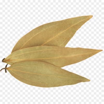 Bay Leaf, Aromatic Leaf, Culinary Herb, Commonly Used In Cooking, Evergreen Tree, Native To The Mediterranean Region, Elliptical-shaped, Glossy Dark Green Leaf