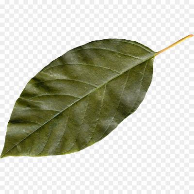 Bay Leaf, Aromatic Leaf, Culinary Herb, Commonly Used In Cooking, Evergreen Tree, Native To The Mediterranean Region, Elliptical-shaped, Glossy Dark Green Leaf