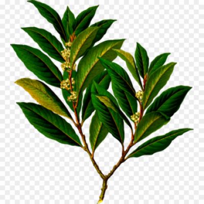 Bay Leaf, Aromatic Leaf, Culinary Herb, Commonly Used In Cooking, Evergreen Tree, Native To The Mediterranean Region, Elliptical-shaped, Glossy Dark Green Leaf