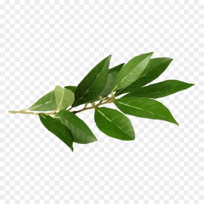 Bay Leaf, Aromatic Leaf, Culinary Herb, Commonly Used In Cooking, Evergreen Tree, Native To The Mediterranean Region, Elliptical-shaped, Glossy Dark Green Leaf