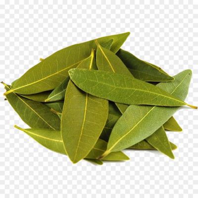 Bay-leaves-PNG-EW820BNH.png