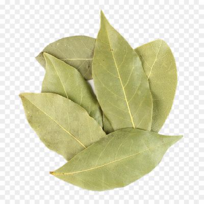 Bay Leaves, Aromatic Leaves, Culinary Herb, Dried Leaves, Green Leaves, Flavor Enhancer, Cooking Ingredient, Herbal Tea, Mediterranean Cuisine, Soups, Stews, Sauces, Rice Dishes, Herbal Remedy, Natural Insect Repellent, Bay Leaf Tree