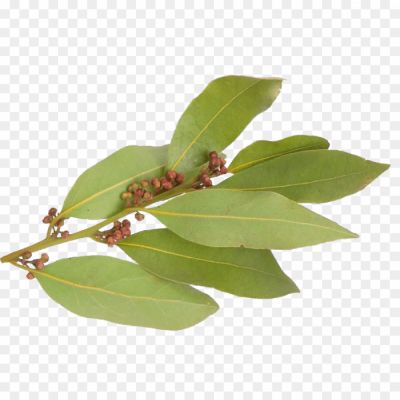 Bay Leaves, Culinary, Aromatic, Dried, Herb, Mediterranean, Cooking, Seasoning, Flavoring, Soups, Stews, Sauces, Marinades, Essential Oil, Herbal Tea, Medicinal, Digestive, Anti-inflammatory, Antimicrobial, Bay Leaf Benefits