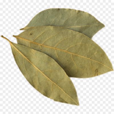 Bay Leaves, Culinary, Aromatic, Dried, Herb, Mediterranean, Cooking, Seasoning, Flavoring, Soups, Stews, Sauces, Marinades, Essential Oil, Herbal Tea, Medicinal, Digestive, Anti-inflammatory, Antimicrobial, Bay Leaf Benefits