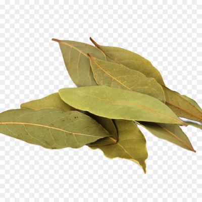 Bay Leaves, Culinary, Aromatic, Dried, Herb, Mediterranean, Cooking, Seasoning, Flavoring, Soups, Stews, Sauces, Marinades, Essential Oil, Herbal Tea, Medicinal, Digestive, Anti-inflammatory, Antimicrobial, Bay Leaf Benefits