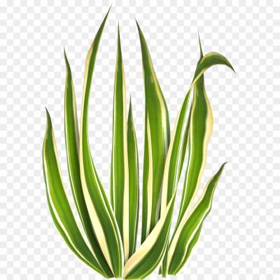 Beach-Grass-PNG-Free-Download.png