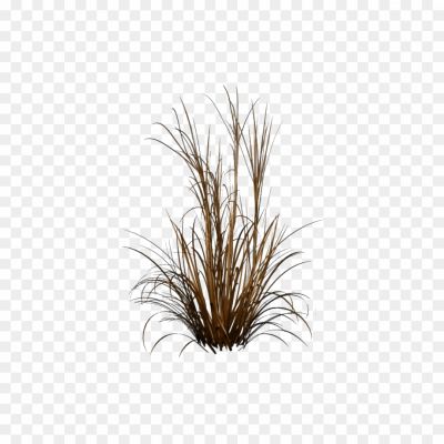 Beach-Grass-PNG-Pic-6VDFMKOS.png